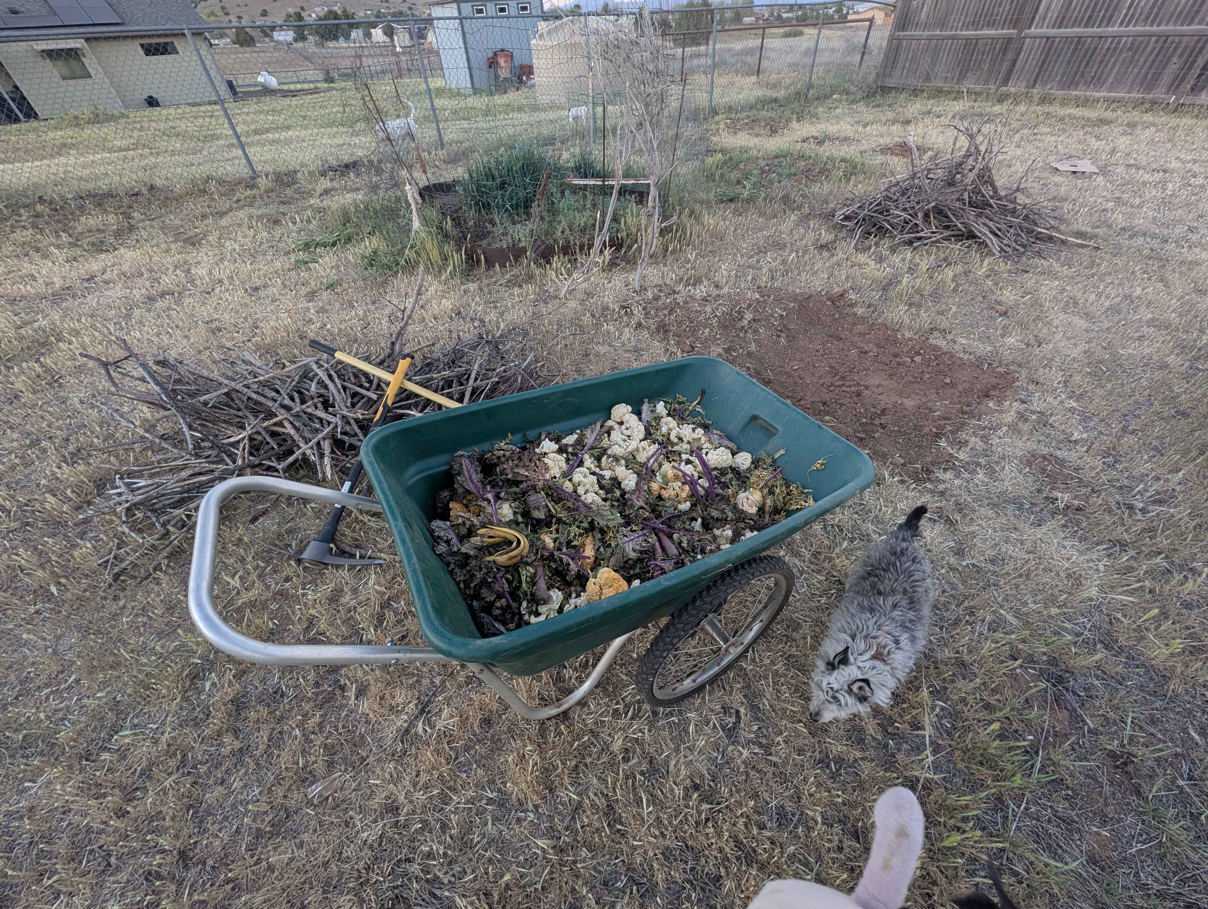 compost in wheel barrel.