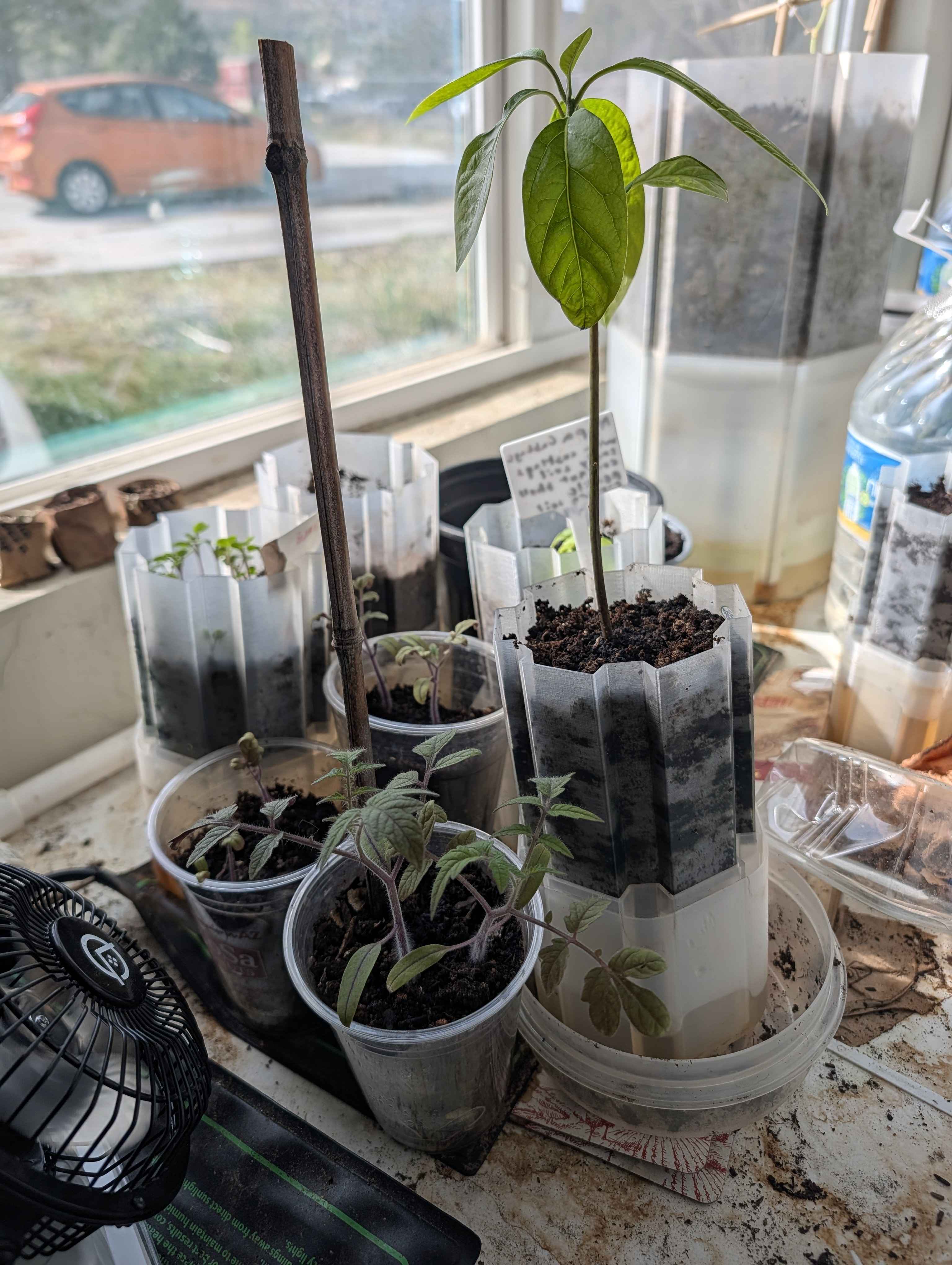 Indoor plants shown together